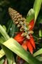 Amazonas06 - 421